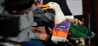 El pato Merlín hace un viaje al estadio, pero las reglas de la FIFA le impiden jugar contra México.