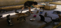 Cubanos hacen malabares para dar comida y refugio a animales callejeros en medio de la crisis