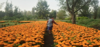 Esta flor naranja cubre México durante el Día de Muertos. El cambio climático la está poniendo en riesgo.