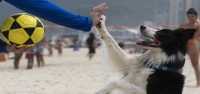 Este perro brasileño es una estrella del futvoley. Enseña a los bañistas a jugar a su propio juego.