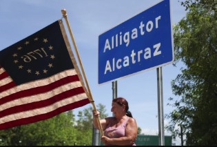 Alcatras alligator
