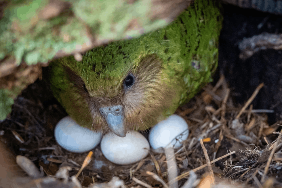 el loro kakapo de nueva zelanda podria tener una temporada record
