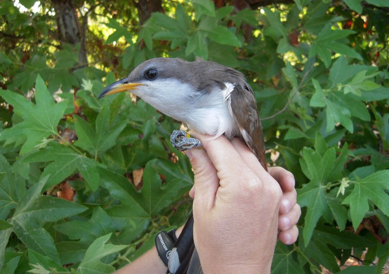 Proponen apartar área para proteger a pájaro raro en EEUU